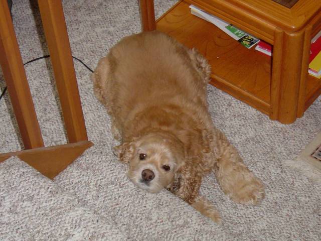 Scoobers Soulful Eyes