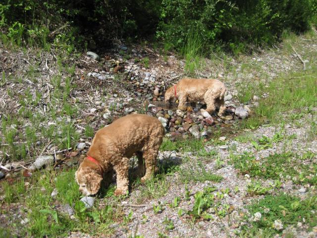 Scoober's Watering Hole