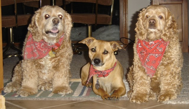 Scoober, Rosie, Lady